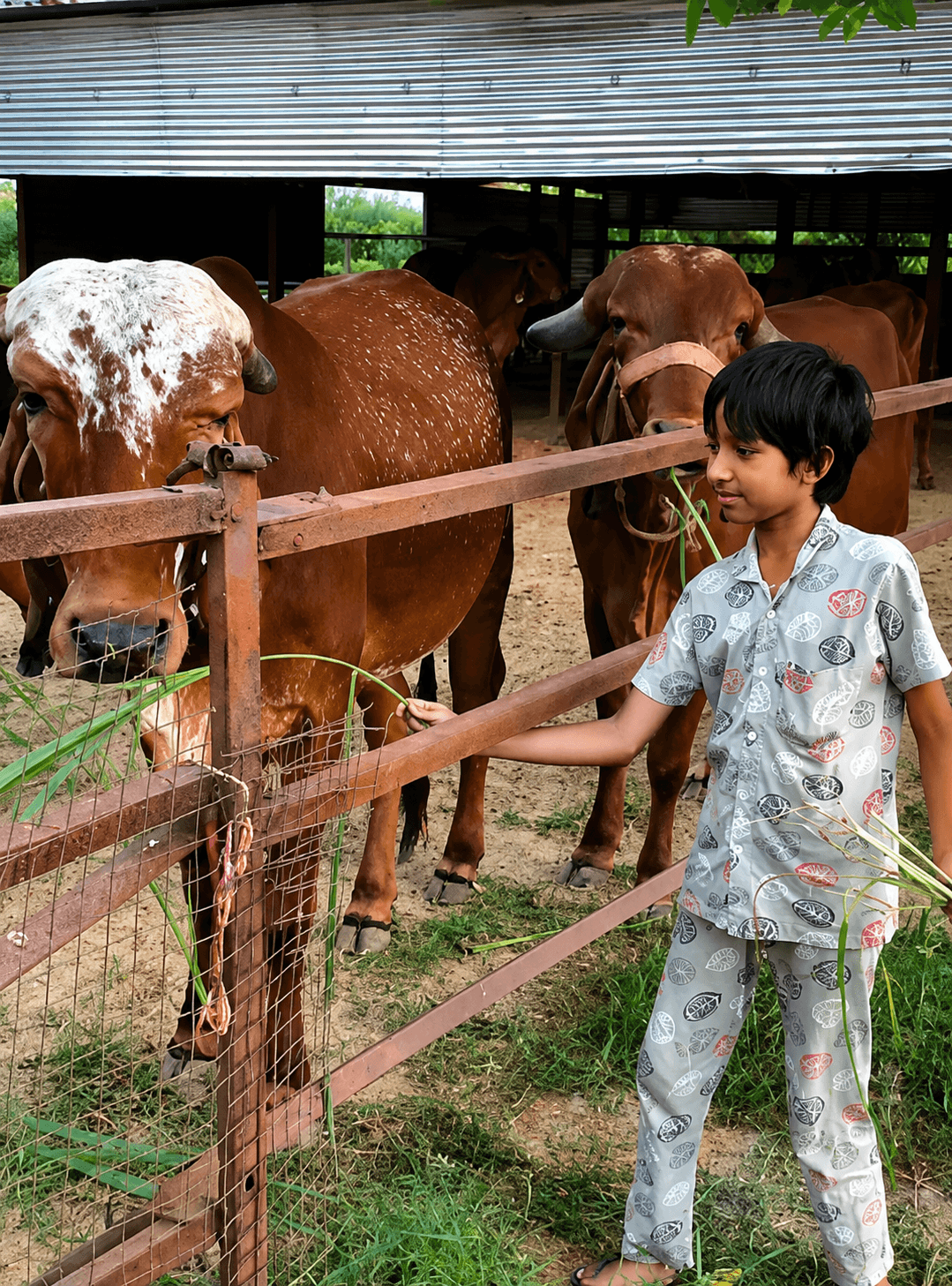 GauEarth — sunrise over the farm