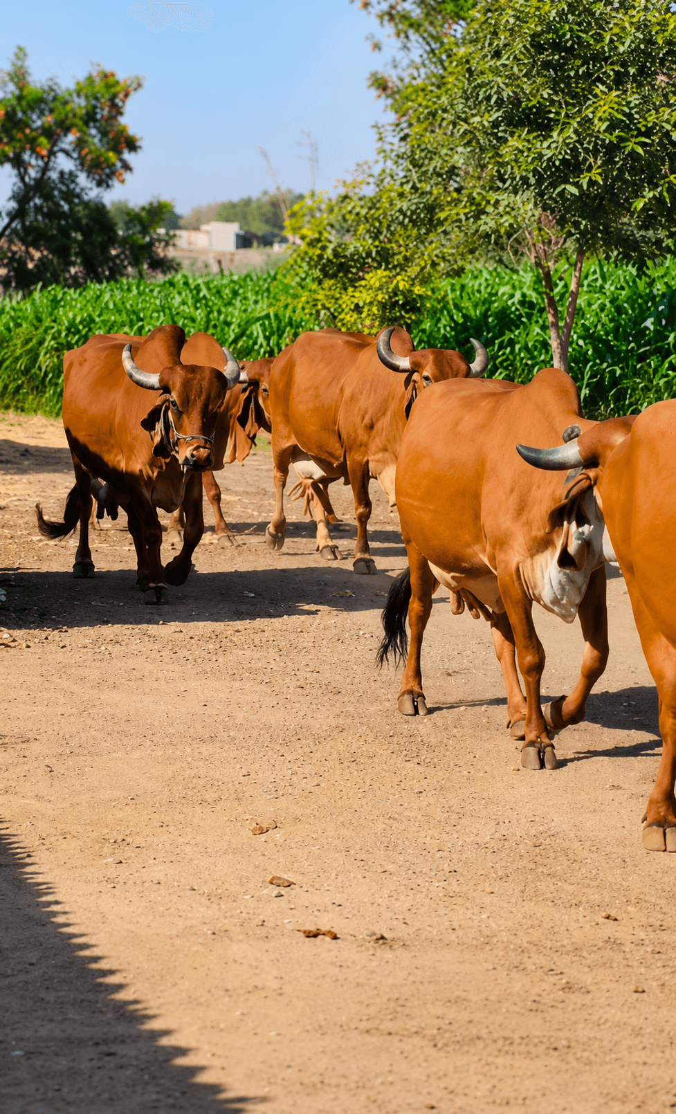 GauEarth Gir cows grazing freely
