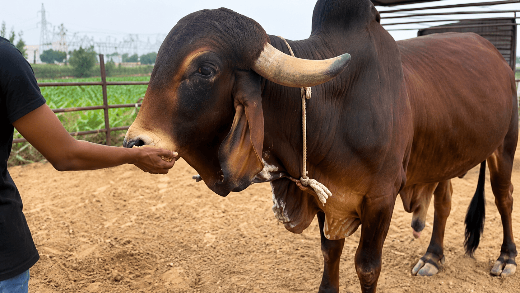 GauEarth — traditional Bilona method