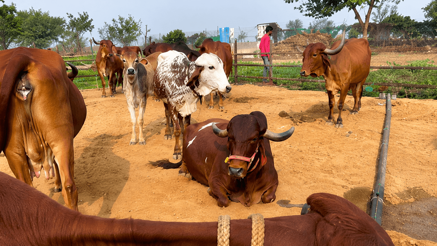 GauEarth farm — aerial view